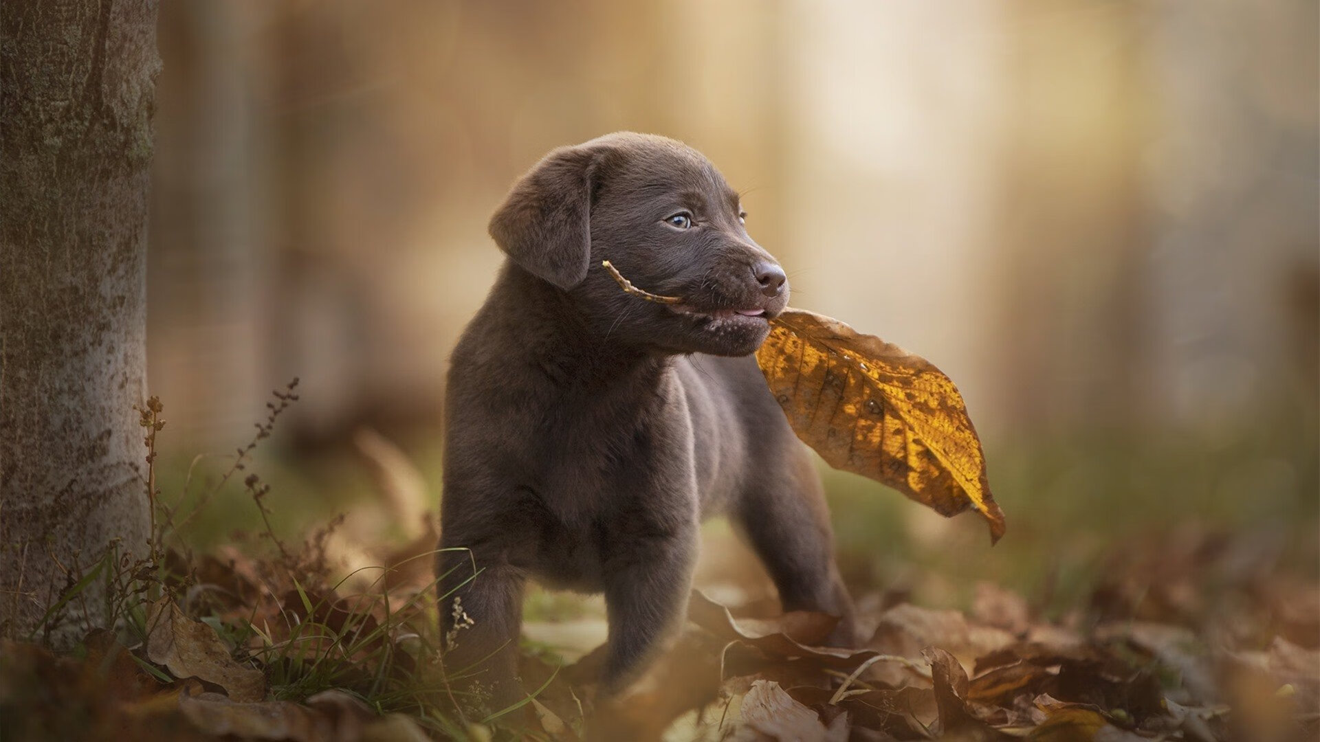 开云体育在线入口-威廉姆斯续约，切尔西战力提升，切尔西威廉什么水平